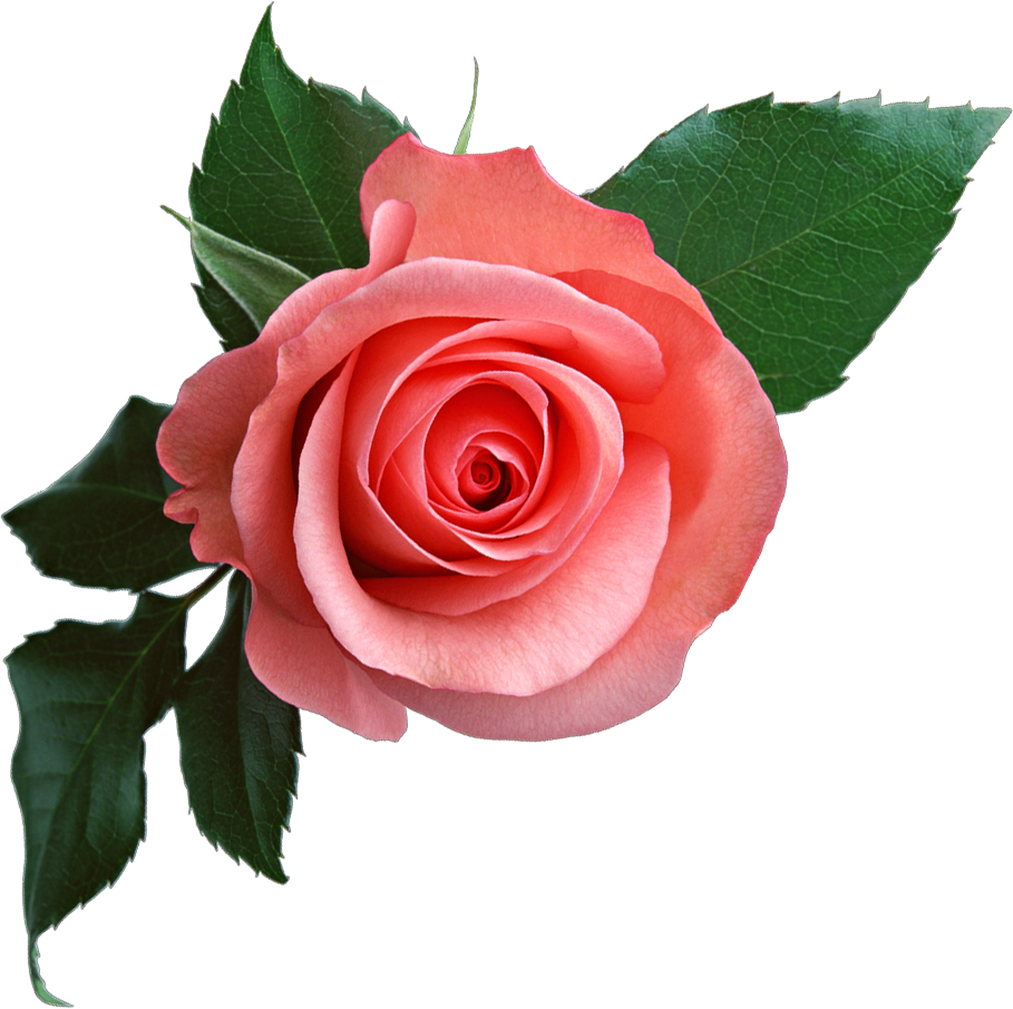 rose png 18968