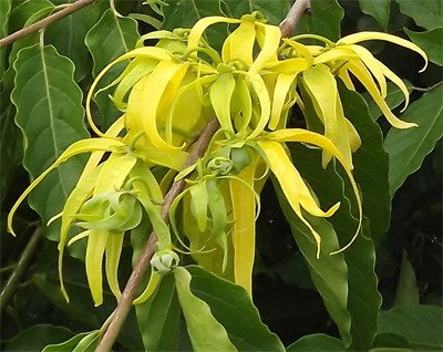 ylang ylang 6