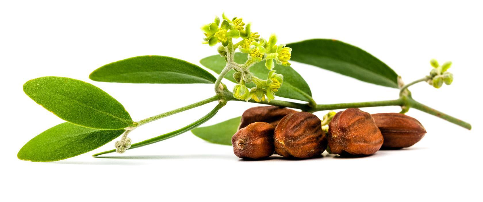 JojobaSeedOil