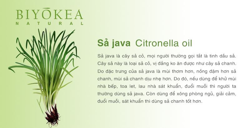 citronella sa java