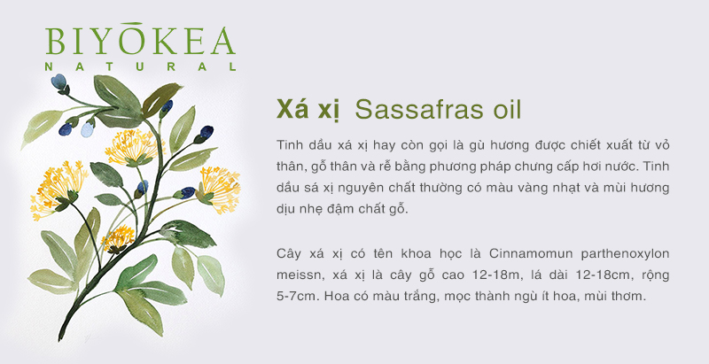 sassafras xa xi