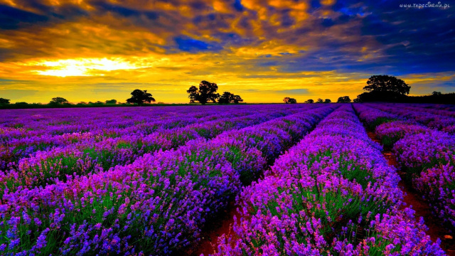 lavender fields in provence france 2 2ho 2ho8nekgh70q6