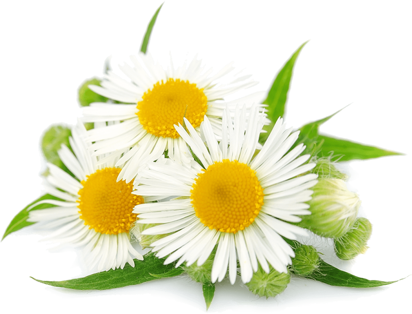 814 8143469 chamomile flowers hoa cc la m