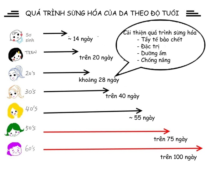 Chu trình tái tạo da theo độ tuổi