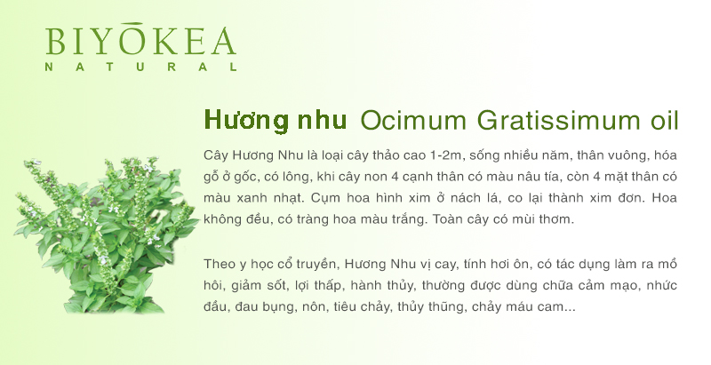 ocimum gratissimum huong nhu